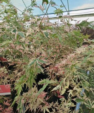 Alternative view of Acer palmatum - Klon palmowy Taylor
