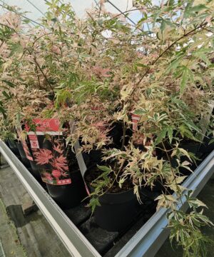 Acer palmatum - Klon palmowy Taylor