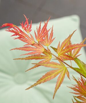 Acer palmatum - Klon palmowy Wilson's Pink Dwarf