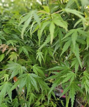 Alternative view of Acer palmatum - Klon palmowy Wilson's Pink Dwarf