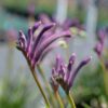 Anigozanthos - Łapa Kangura Purple Carnival