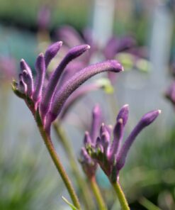 Anigozanthos - Łapa Kangura Purple Carnival
