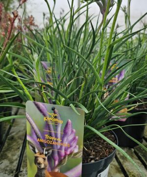 Alternative view of Anigozanthos - Łapa Kangura Purple Carnival