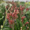 Anigozanthos - Łapa Kangura Red Inferno