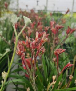 Anigozanthos - Łapa Kangura Red Inferno