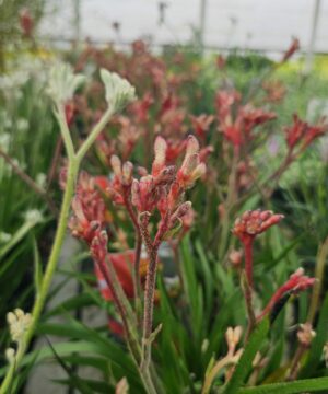 Anigozanthos - Łapa Kangura Red Inferno