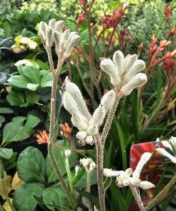 Anigozanthos - Łapa Kangura White Diamond