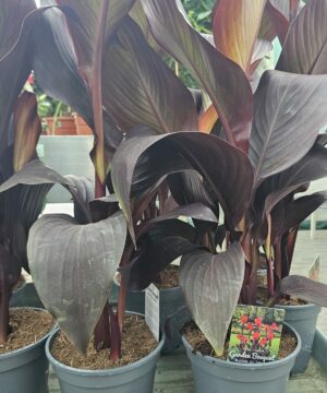 Canna - Paciorecznik Red Velvet