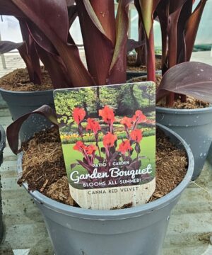 Alternative view of Canna - Paciorecznik Red Velvet