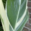 Canna - Paciorecznik Stuttgart