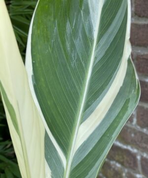 Canna - Paciorecznik Stuttgart