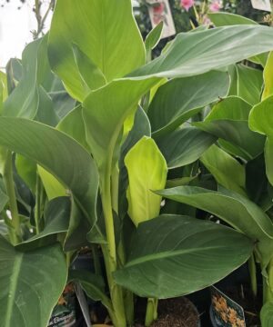 Canna - Paciorecznik Tenerife