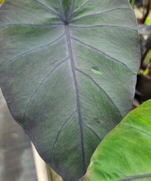 Alternative view of Colocasia rubra -Kolokazja Black Magic