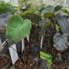 Colocasia rubra -Kolokazja Black Magic