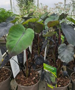 Colocasia rubra -Kolokazja Black Magic