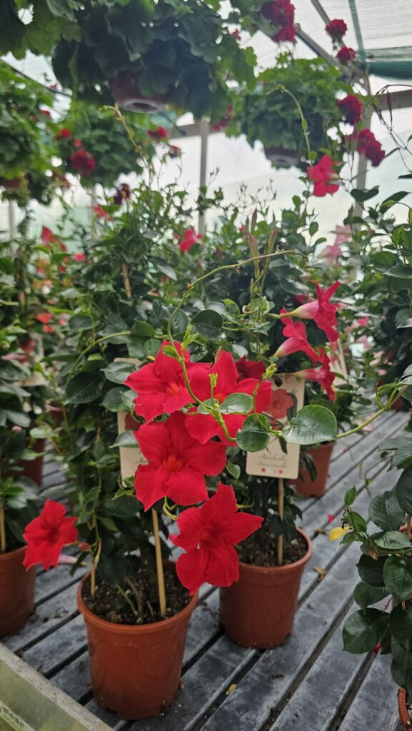 Sklep roslinyabramczuk.pl