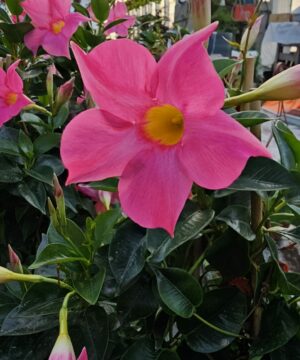 Dipladenia Sundaville Mandevilla - Mandevilla Rio Pink wysyłka od 05.05.2026