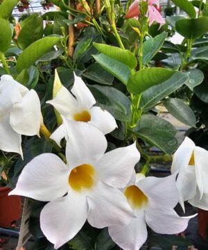 Dipladenia Sundaville Mandevilla - Mandevilla Rio White wysyłka od 05.05.2026