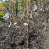 Fagus sylvatica – Buk pospolity Midnight Feather
