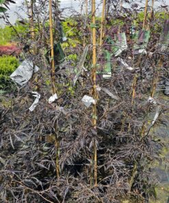 Fagus sylvatica – Buk pospolity Midnight Feather