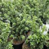 Ilex crenata - Ostrokrzew karbowanolistny Dwarf Pagoda