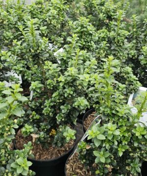 Ilex crenata - Ostrokrzew karbowanolistny Dwarf Pagoda