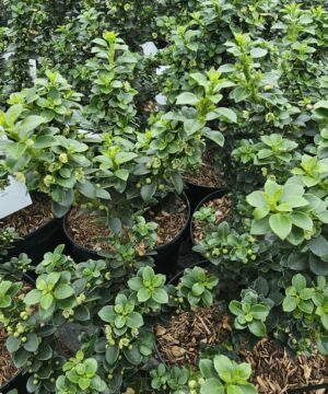 Alternative view of Ilex crenata - Ostrokrzew karbowanolistny Dwarf Pagoda