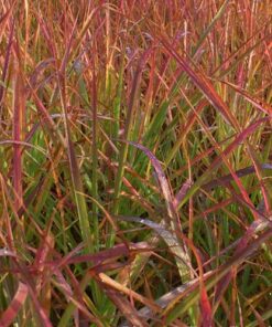 Miscanthus sinensis - Miskant chiński Afrika