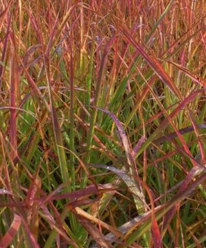 Miscanthus sinensis - Miskant chiński Afrika
