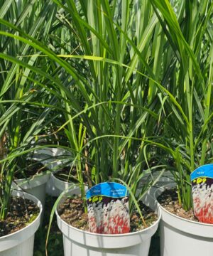 Alternative view of Miscanthus sinensis - Miskant chiński Afrika