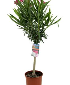 Nerium - Oleander różowy na pniu