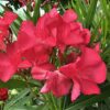 Nerium - Oleander różowy na pniu