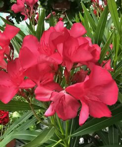 Nerium - Oleander różowy na pniu