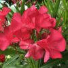 Nerium - Oleander różowy na pniu