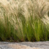 Stipa tenuissima - Ostnica Mocna Pony Tails