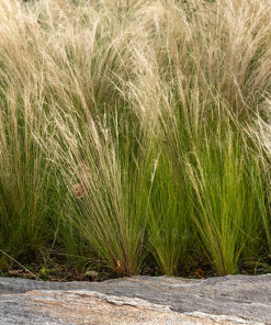 Stipa tenuissima - Ostnica Mocna Pony Tails