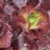 Aeonium Arboreum - Aeonium drzewiaste
