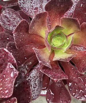 Aeonium Arboreum - Aeonium drzewiaste