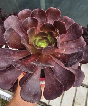 Alternative view of Aeonium Arboreum - Aeonium drzewiaste