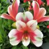 Alstroemeria - Alstremeria Inticancha Maya