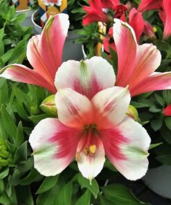 Alstroemeria - Alstremeria Inticancha Maya