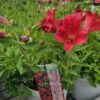Alstroemeria - Alstremeria Inticancha Red