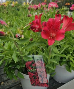 Alstroemeria - Alstremeria Inticancha Red
