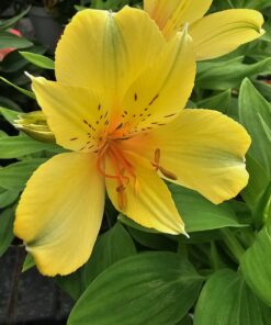 Alstroemeria - Alstremeria Spring Valley