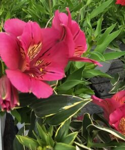 Alstroemeria - Alstremeria River Valley