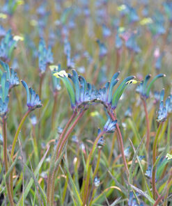 Anigozanthos - Łapa Kangura Blue Masquerade