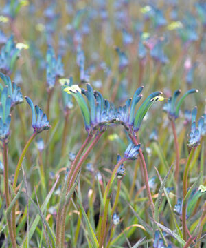 Anigozanthos - Łapa Kangura Blue Masquerade