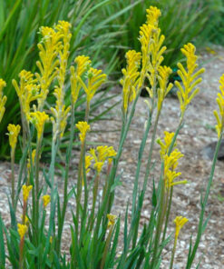 Anigozanthos - Łapa Kangura Yellow Bonanza