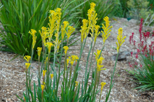 Anigozanthos - Łapa Kangura Yellow Bonanza