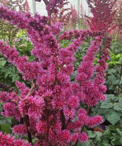 Astilbe - Tawułka Vision Vulcano